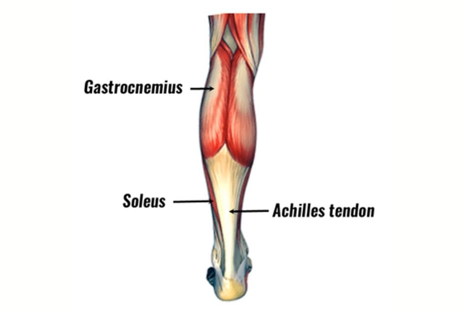 Calf Muscle Anatomy